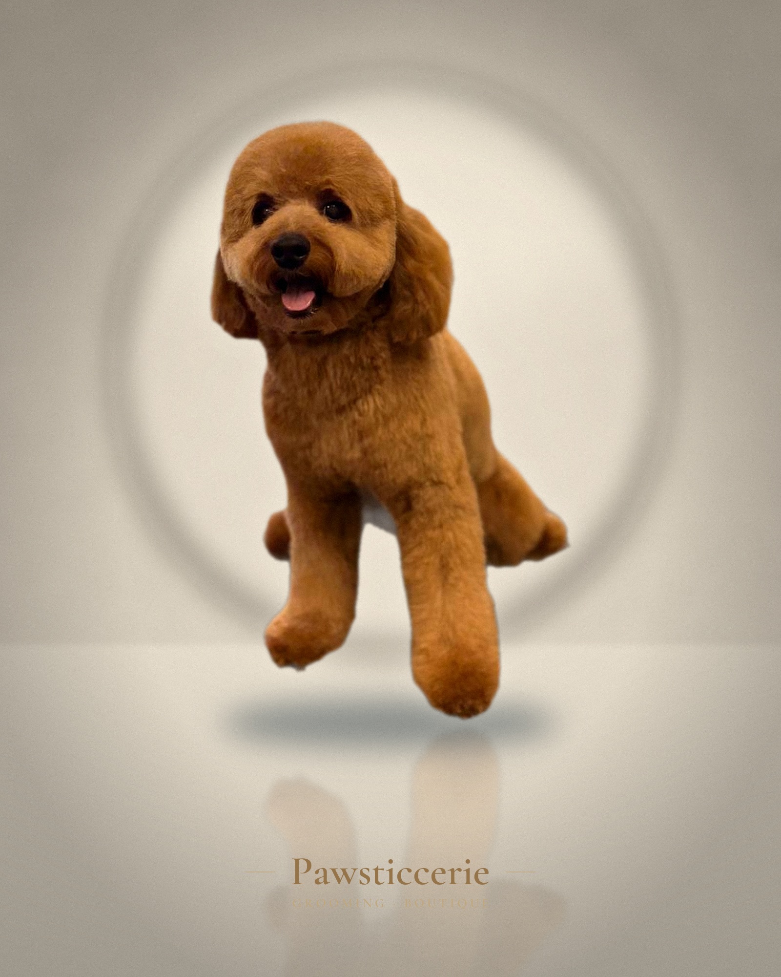 Toy Poodle, Teddy Bear Cut by Camila