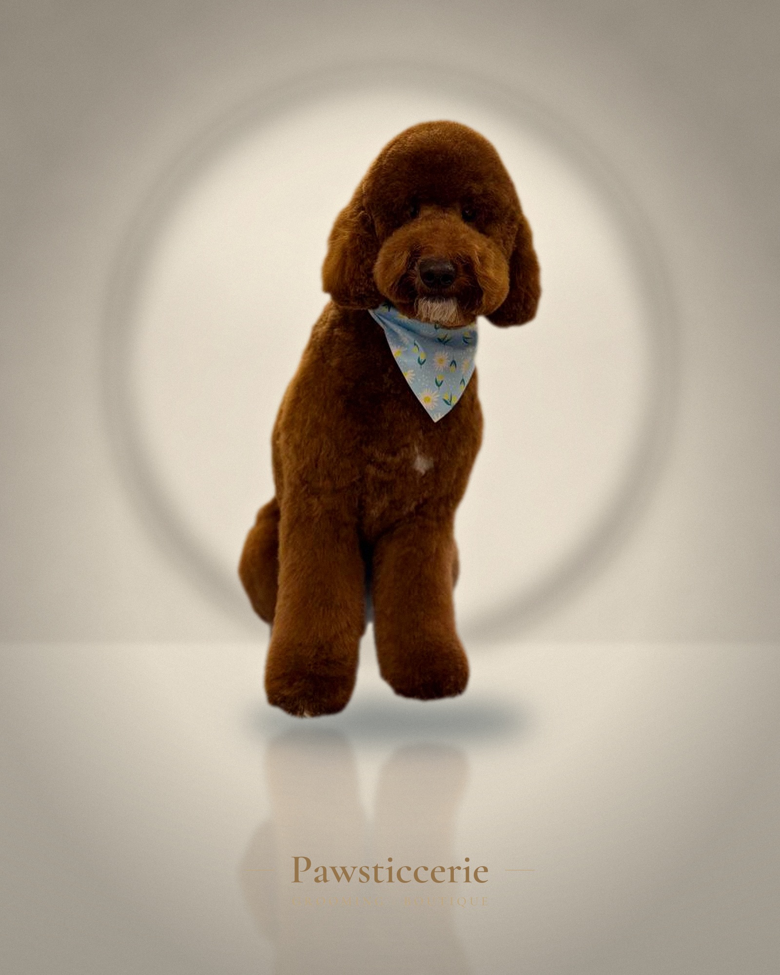 Toy Poodle, Teddy Bear Cut by Camila