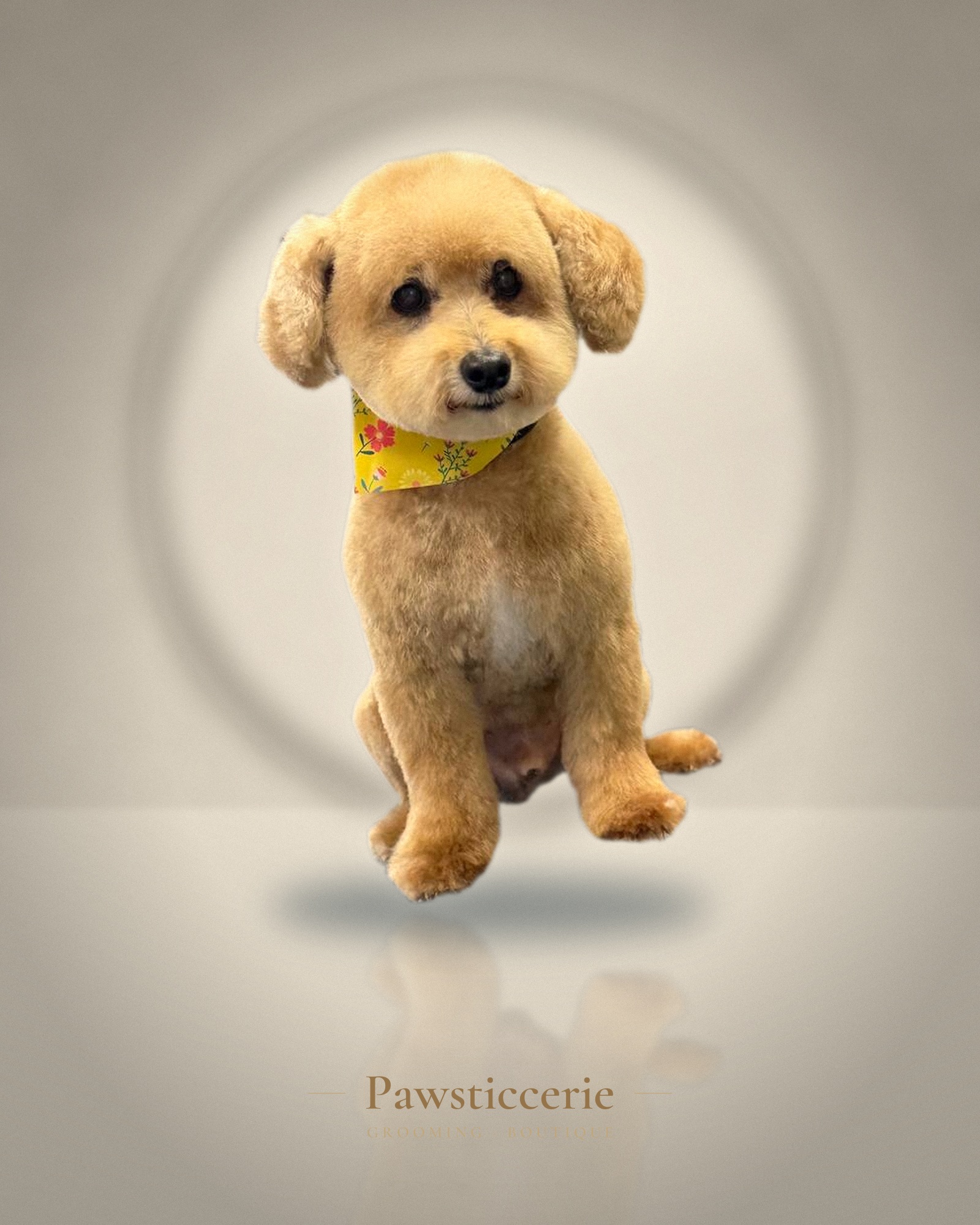 Maltipoo, Teddy Bear Cut by Camila