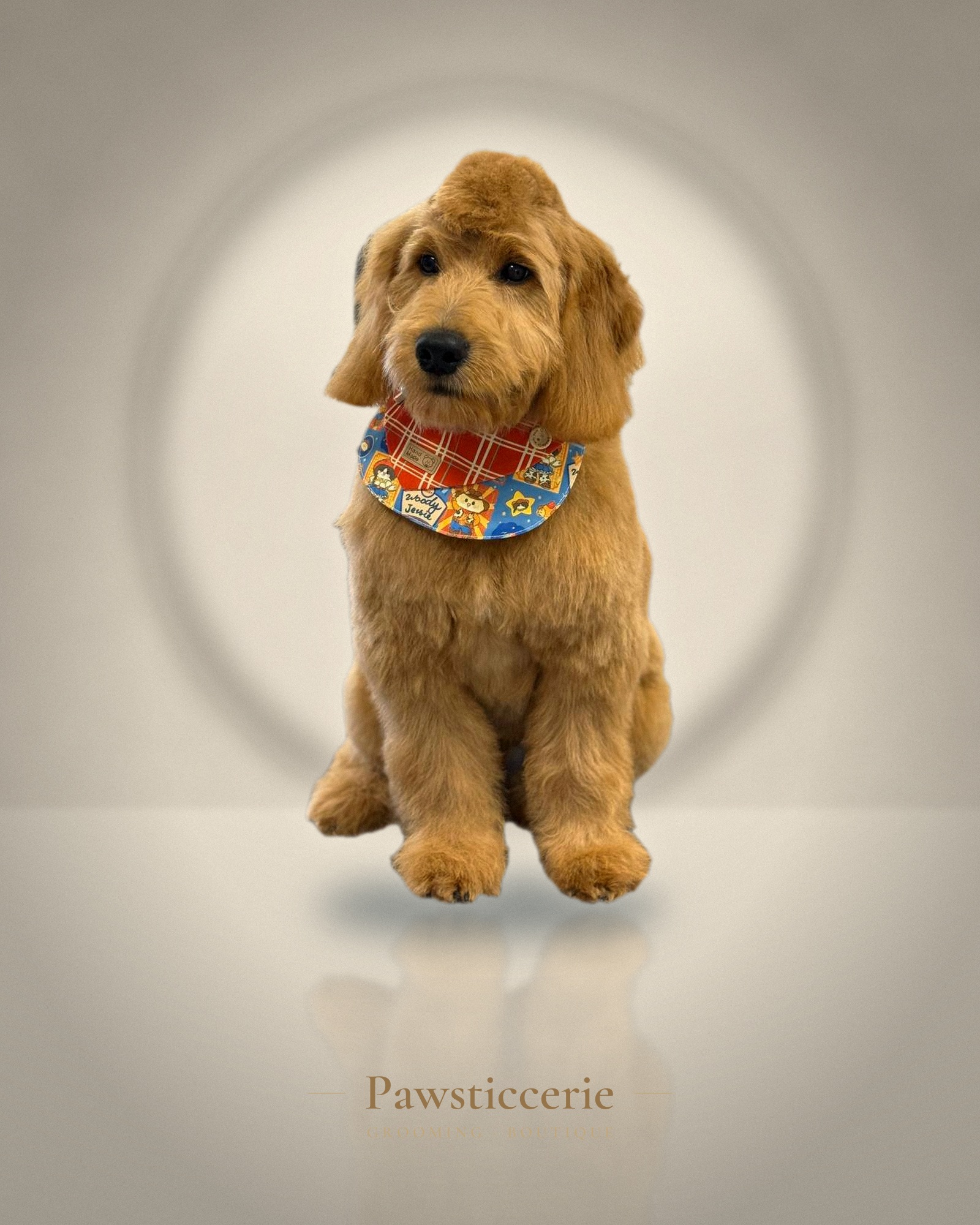 Goldendoodle, Teddy Bear Cut by Camila