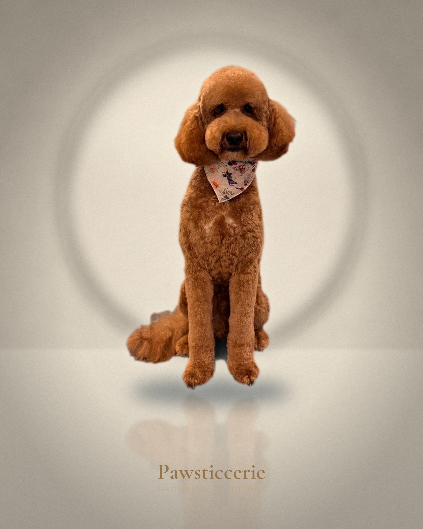Toy Poodle, Round Face by Camila