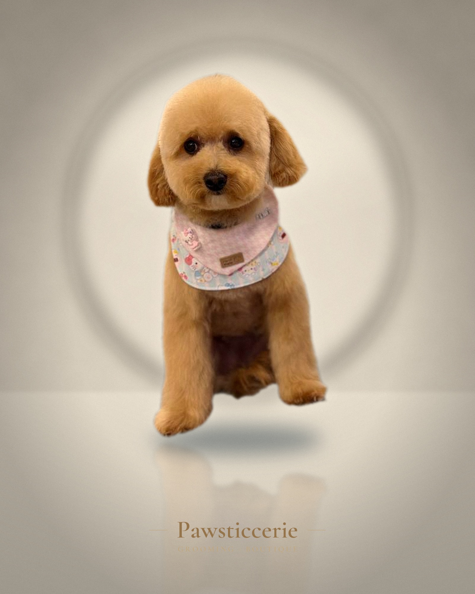 Toy Poodle, Teddy Bear Cut by Camila