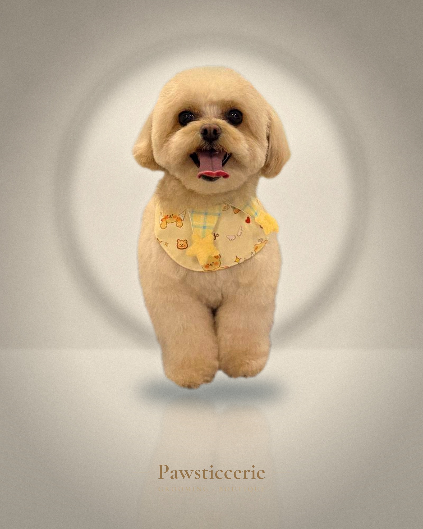Toy Poodle, Teddy Bear Cut by Camila