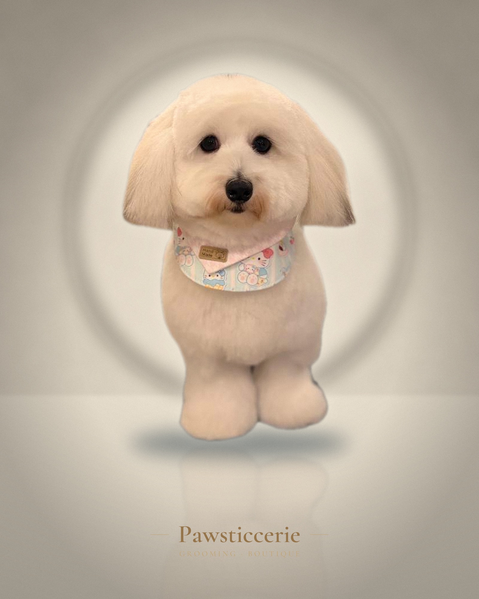 Maltipoo, Teddy Bear Cut by Camila