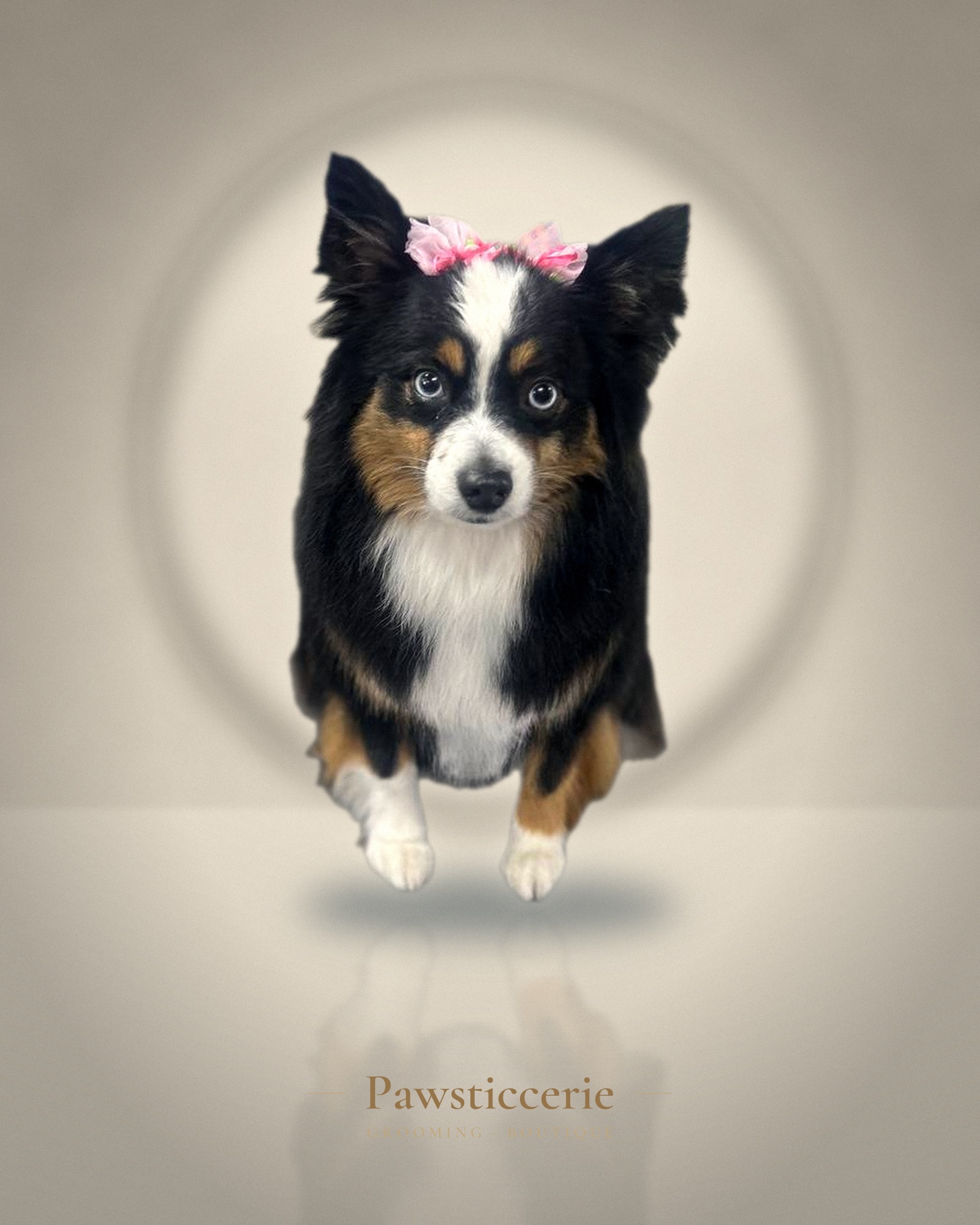 Papillon, Full Groom by Erin