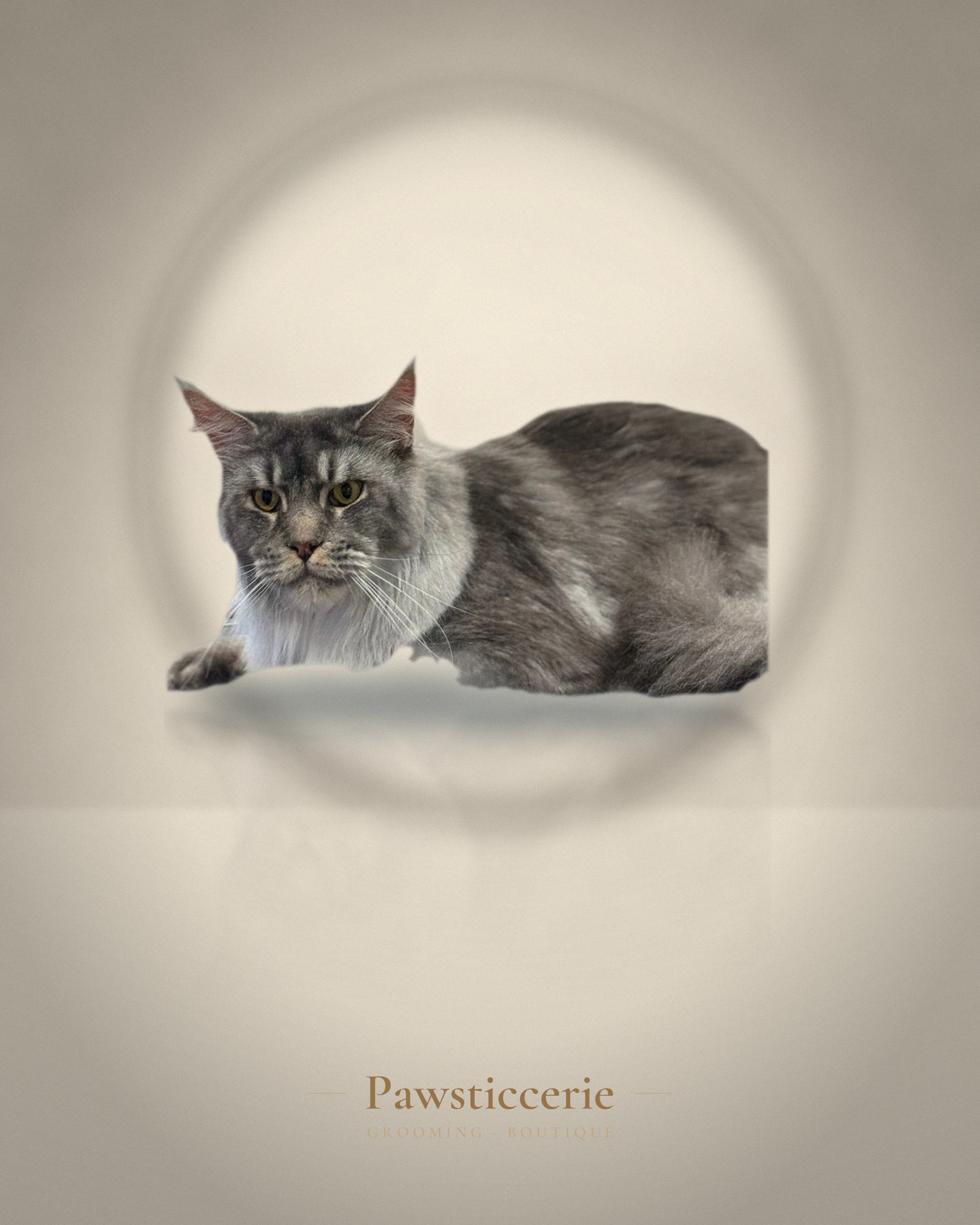 Maine Coon cat, Bath and Comb-Out by Erin