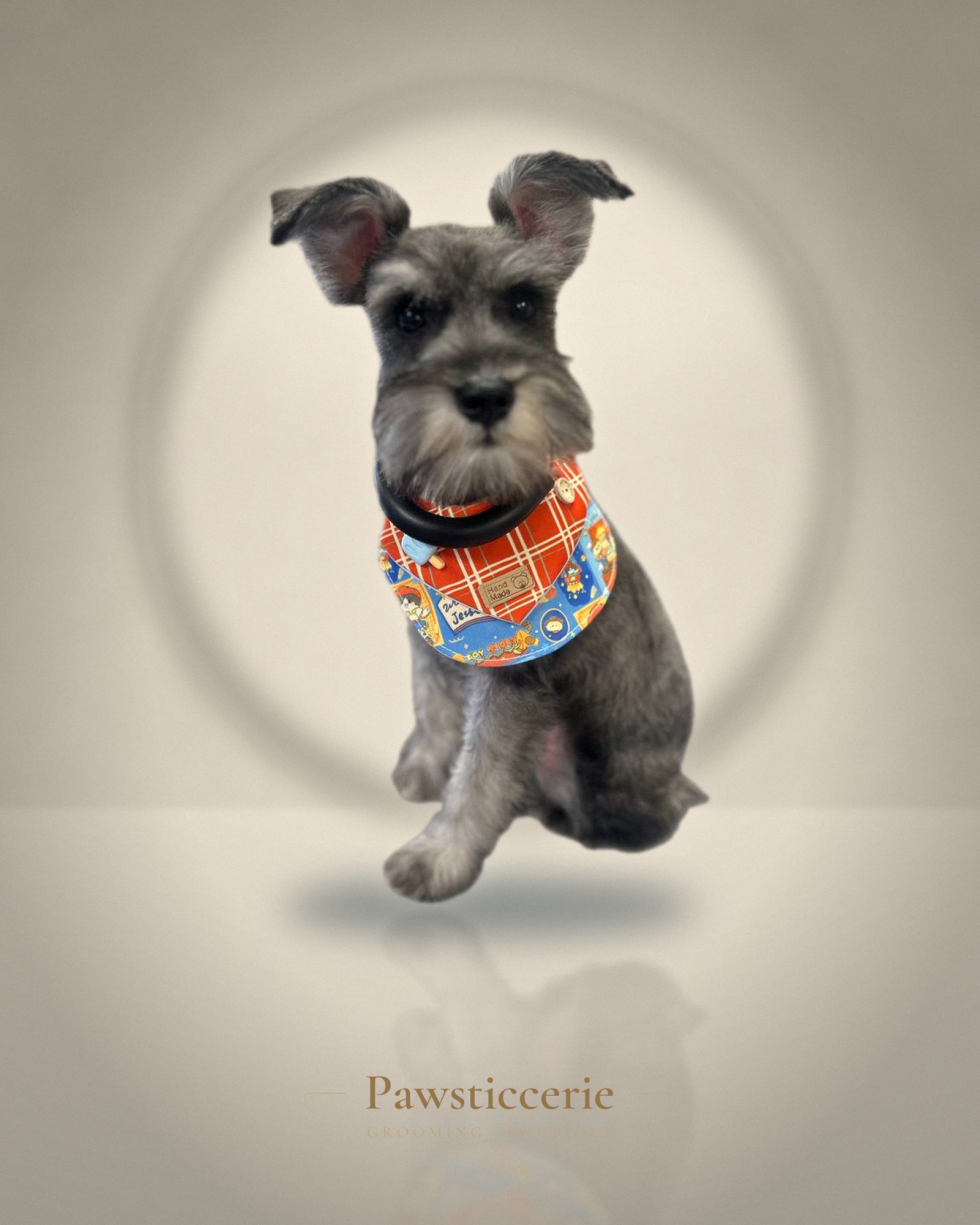 Miniature Schnauzer, Schnauzer Cut by Erin