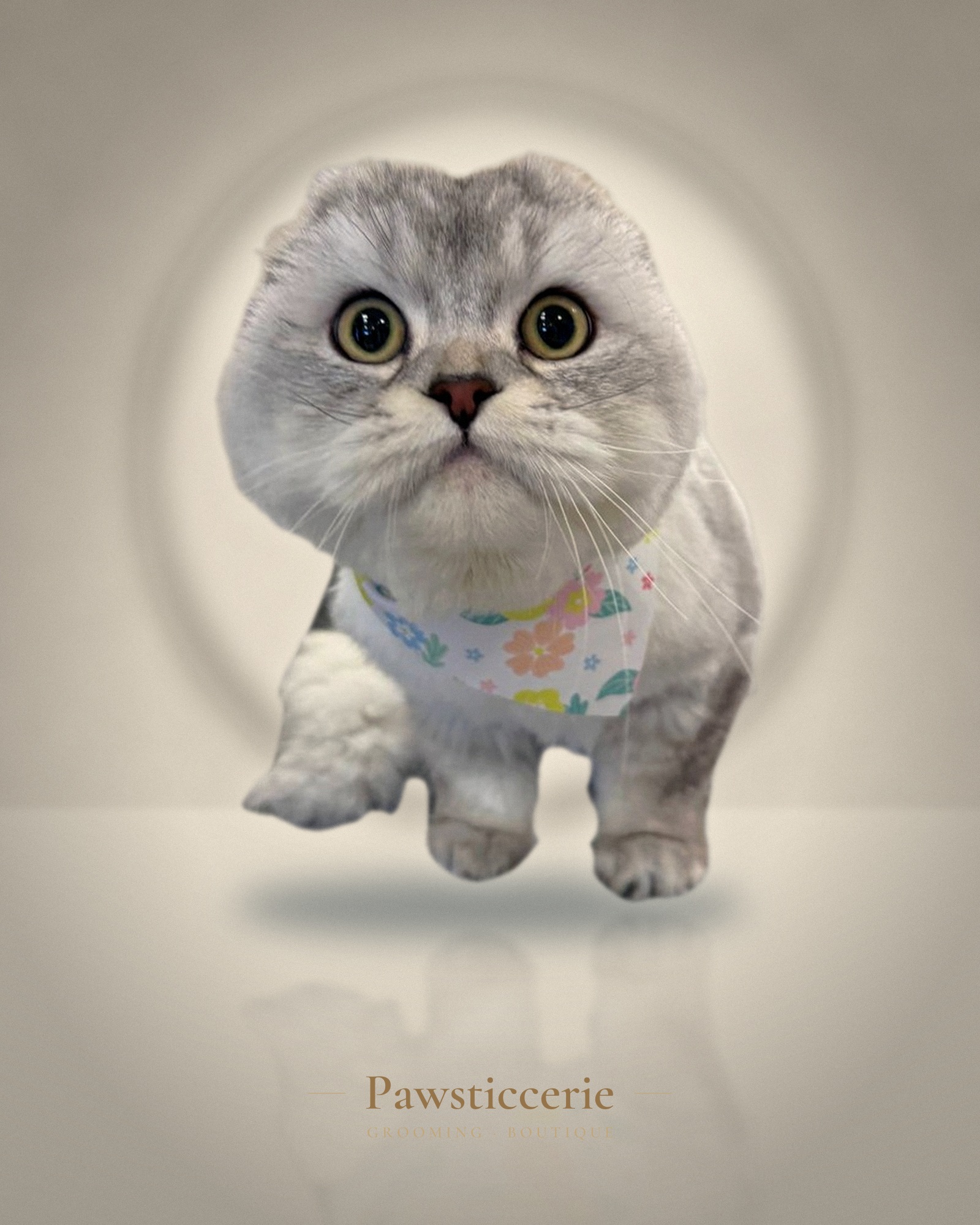 Scottish Fold cat, Sanitary Tidy by Erin