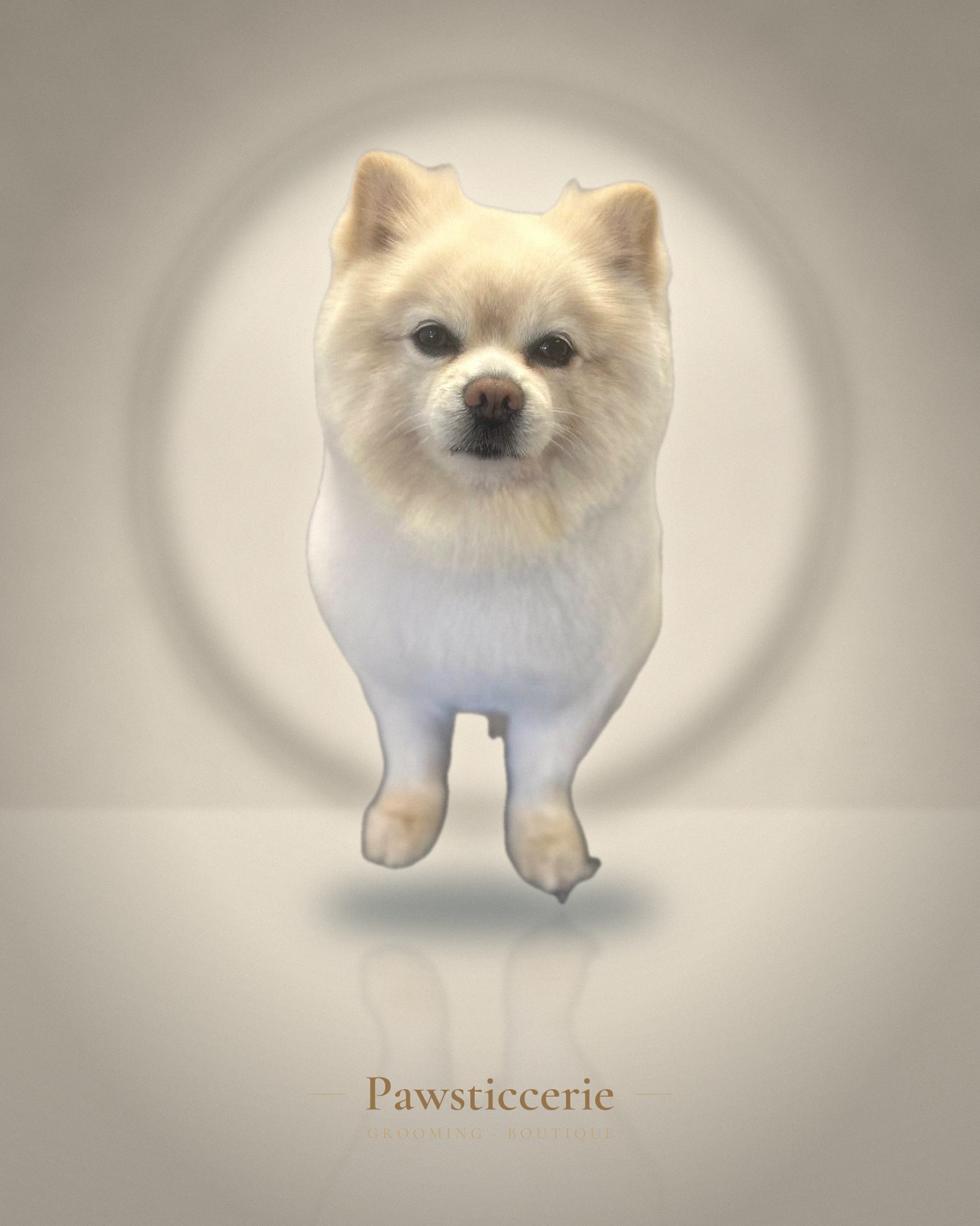 Pomeranian, Teddy Bear Cut by Erin