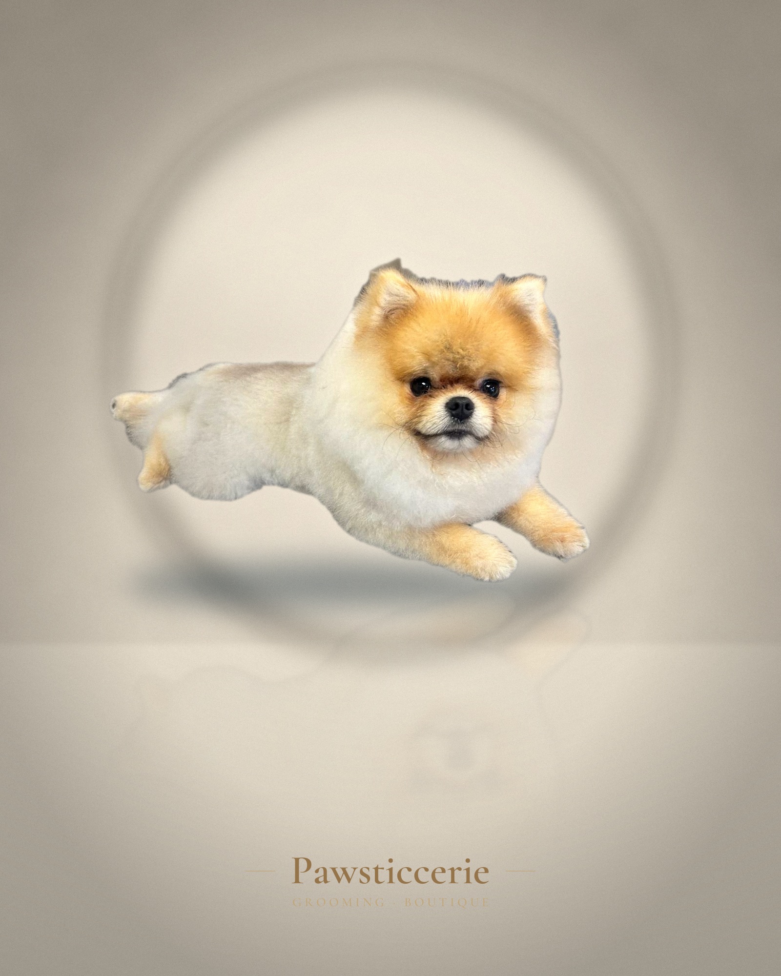 Pomeranian, Natural Style by Erin