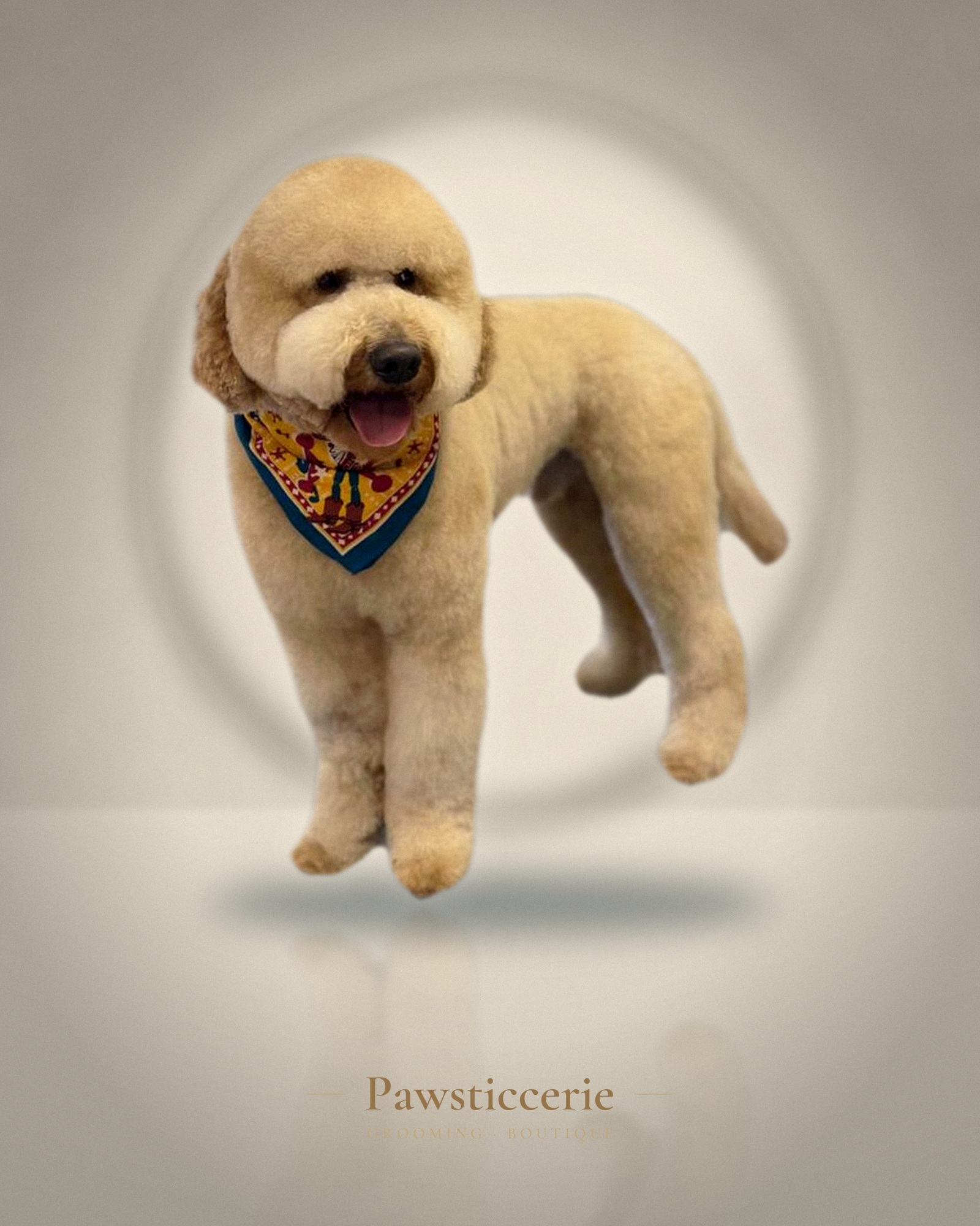 Mini Poodle, Lamb Cut by Erin