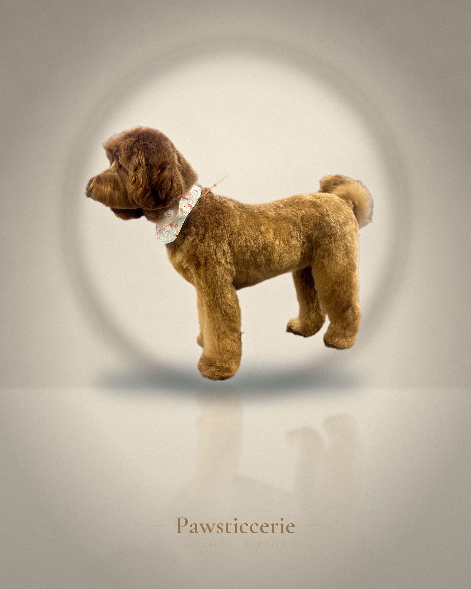 Cockapoo, Puppy Cut by Erin