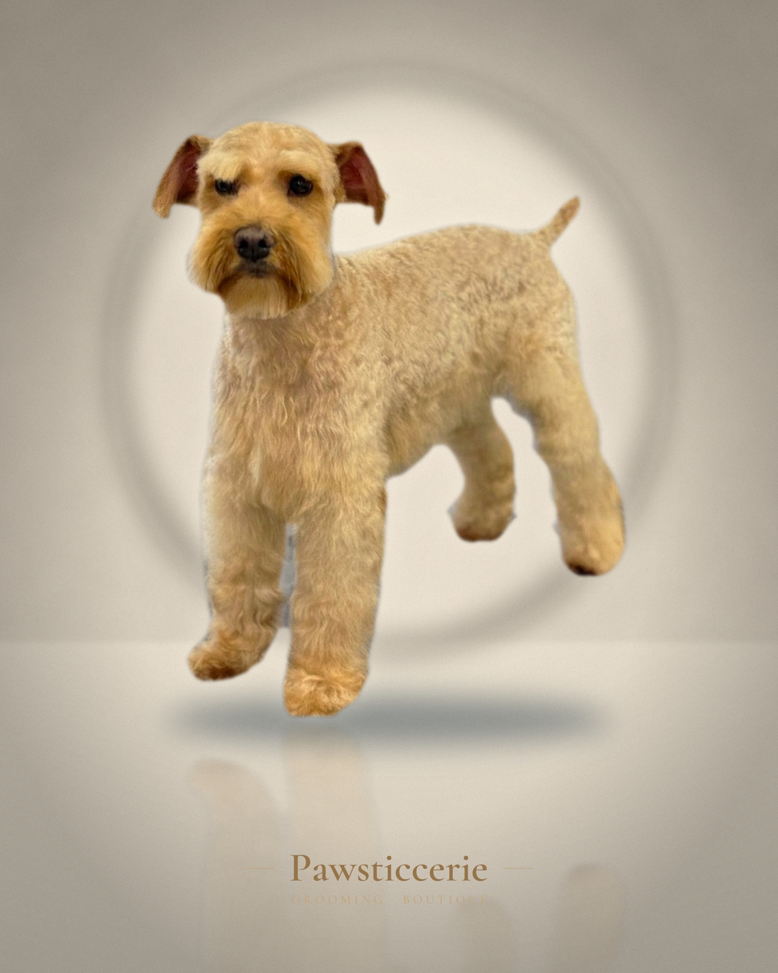 Cockapoo, Puppy Cut by Erin