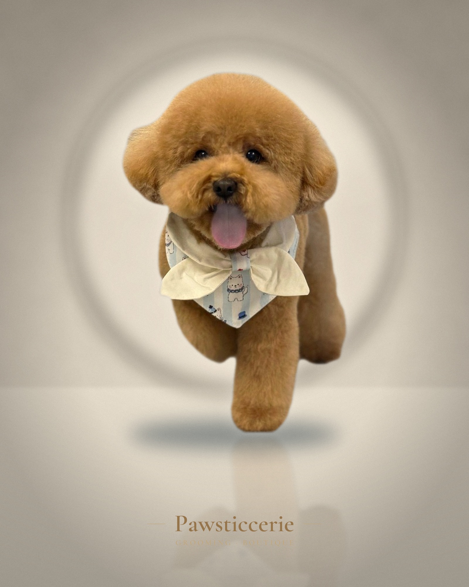 Toy Poodle, Teddy Bear Cut by Kiersten