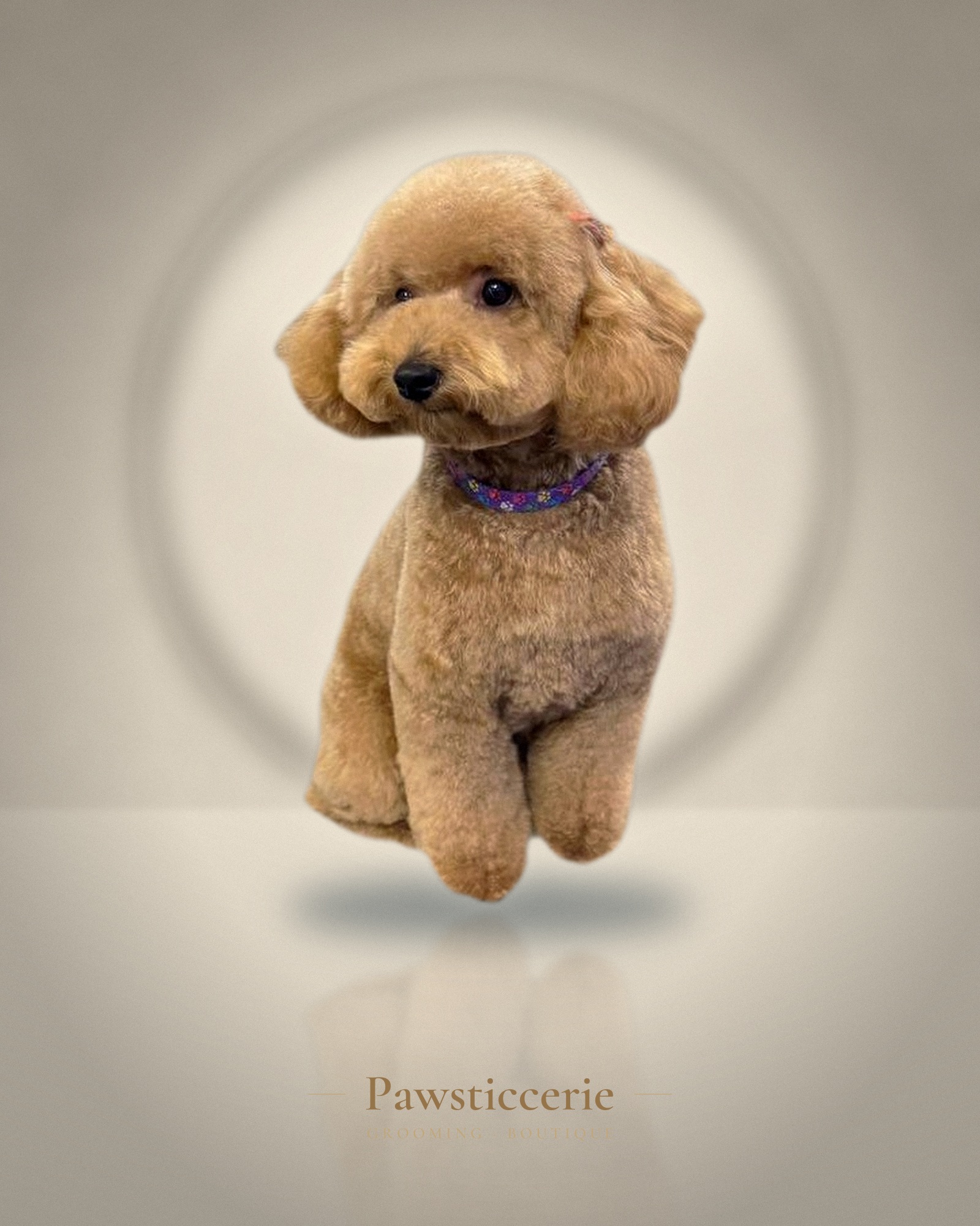 Toy Poodle, Teddy Bear Cut by Kiersten