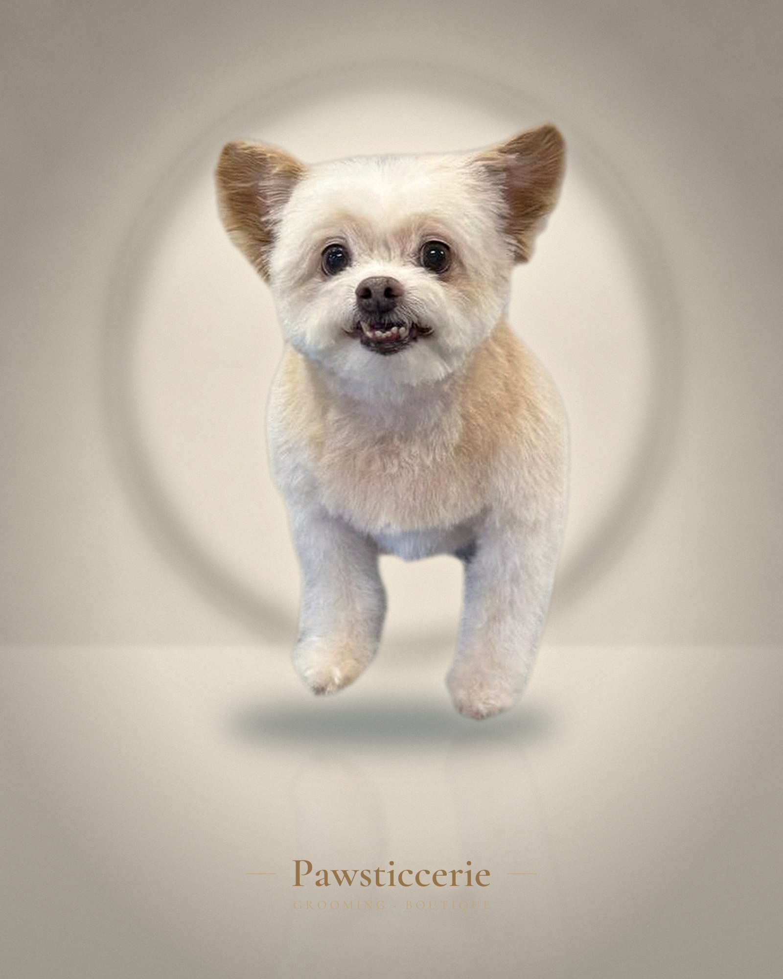 Malshi, Puppy Cut by Kiersten