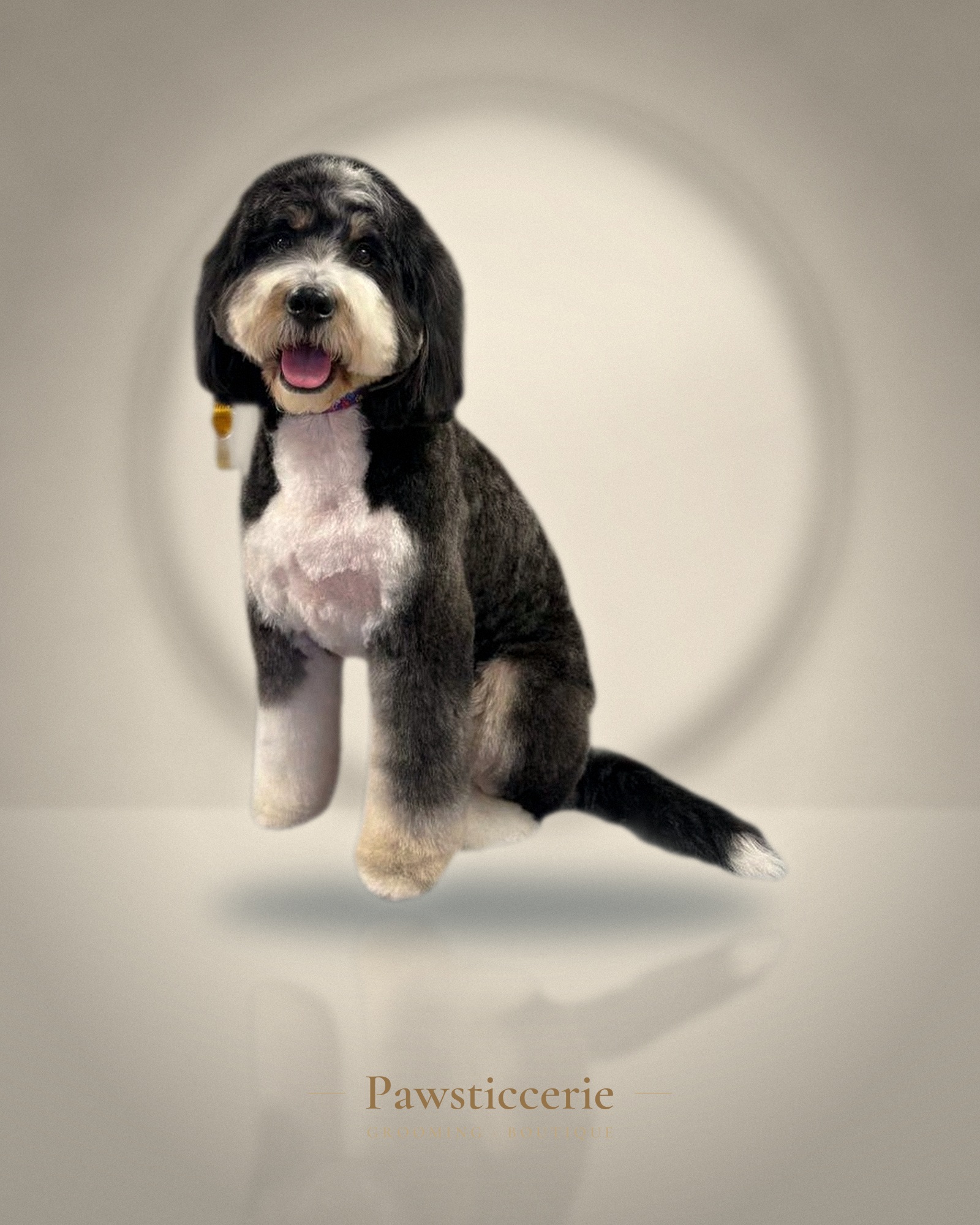 Cockapoo, Teddy Bear Cut by Kiersten