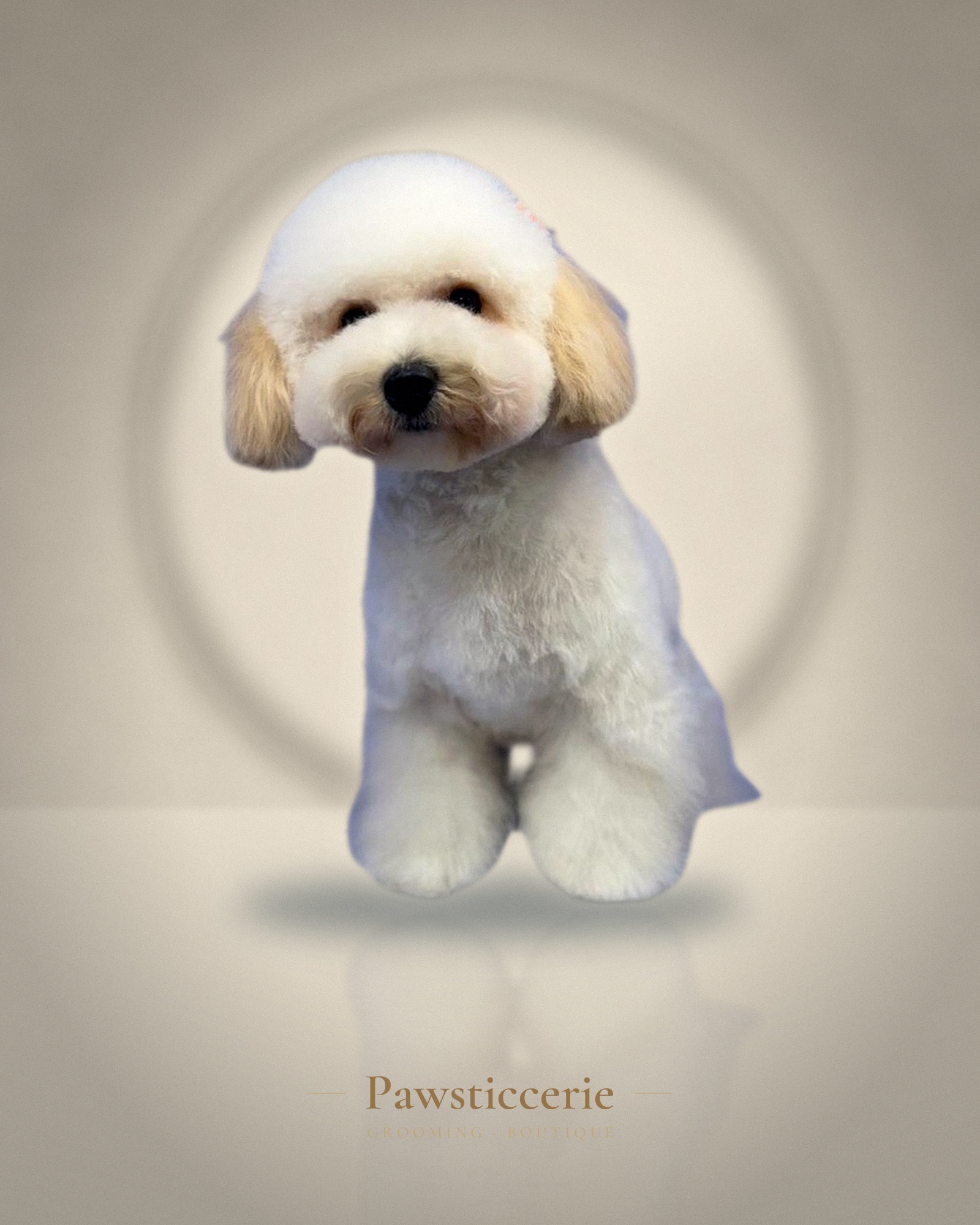 Poochon, Teddy Bear Cut by Kiersten