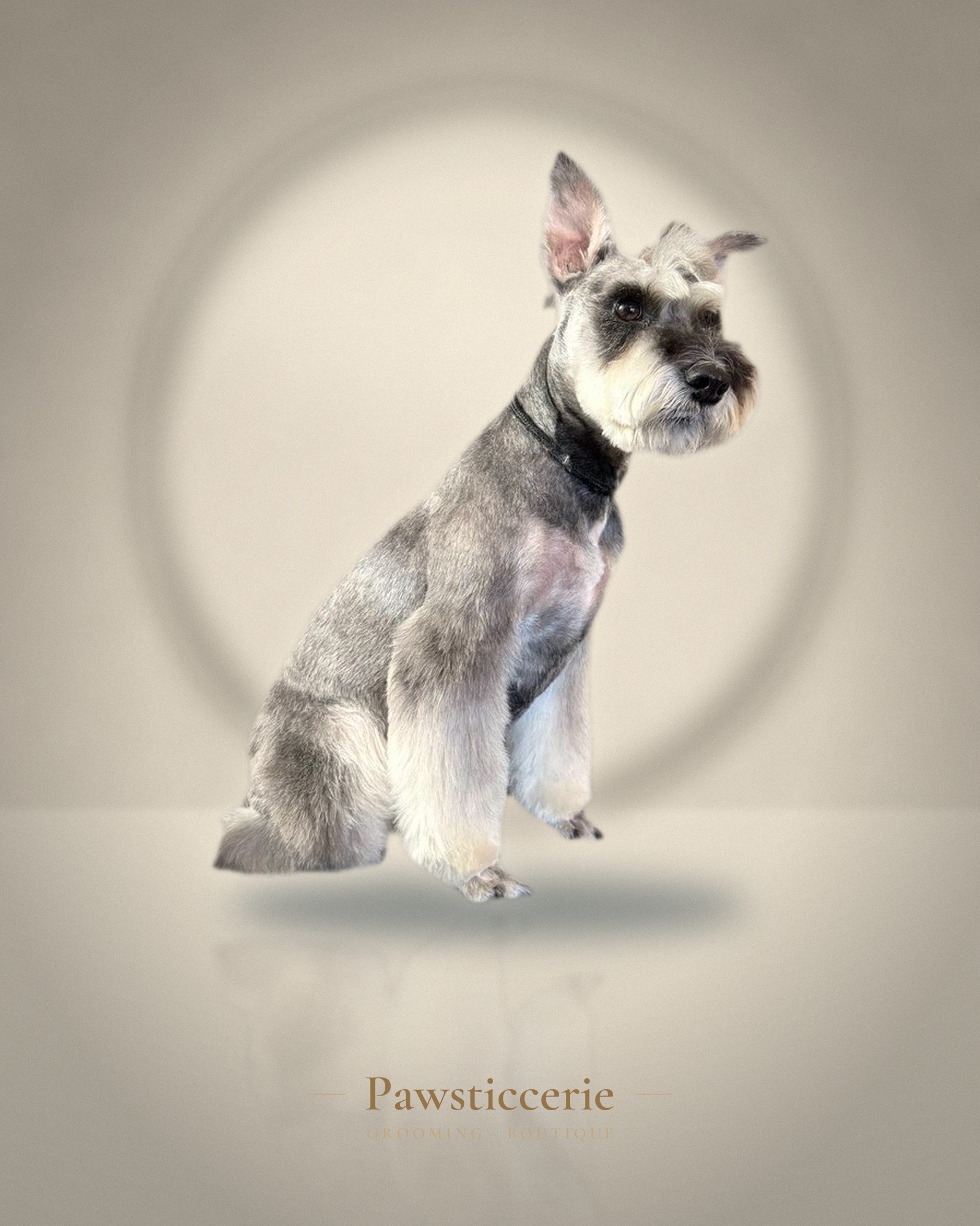 Miniature Schnauzer, Schnauzer Cut by Kiersten