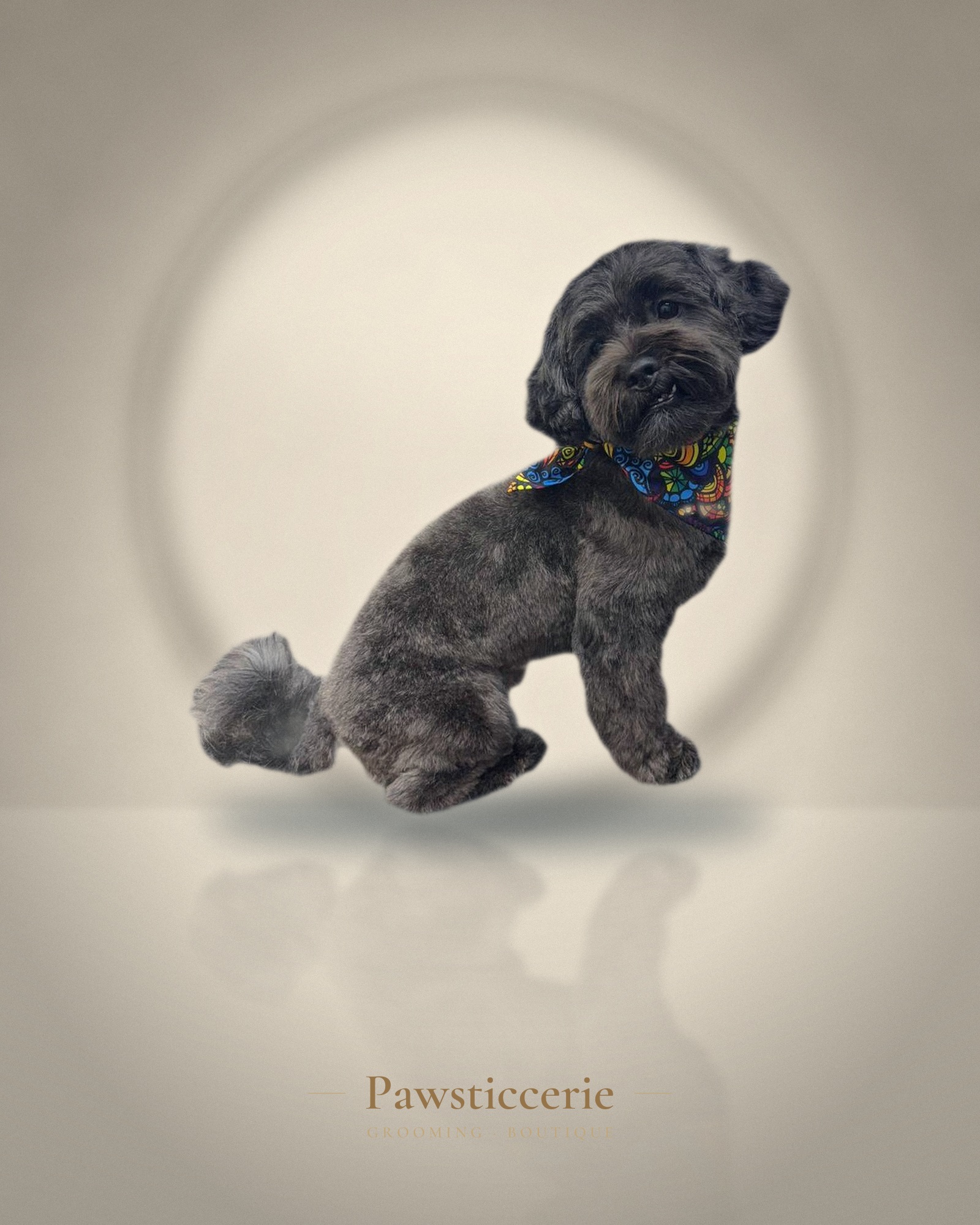 Toy Poodle, Teddy Bear Cut by Kiersten