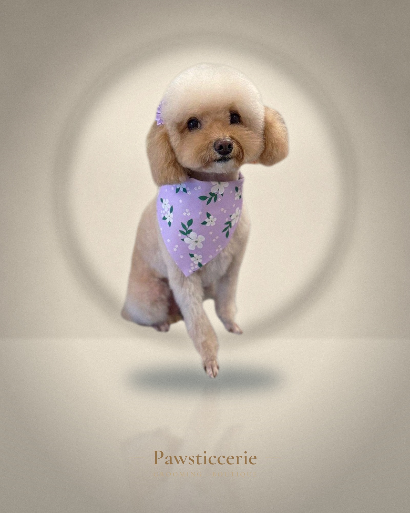 Toy Poodle, Teddy Bear Cut by Kiersten