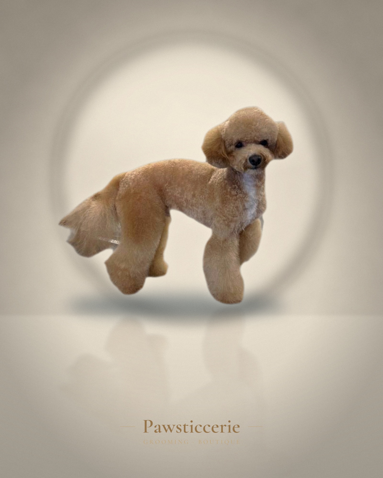 Toy Poodle, Teddy Bear Cut by Kiersten
