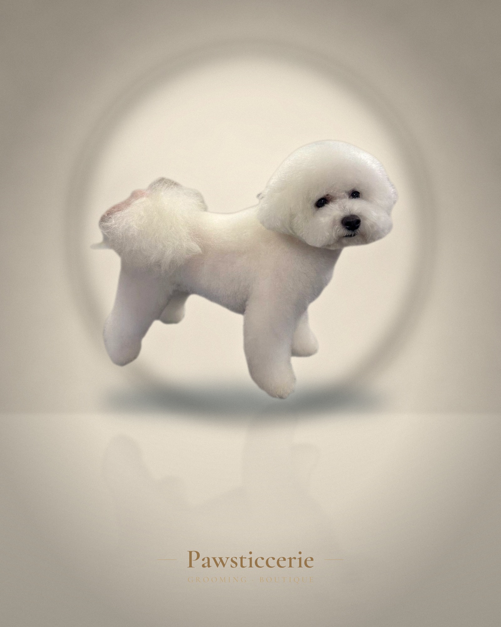 Bichon Frise, Bichon Cut by Kiersten