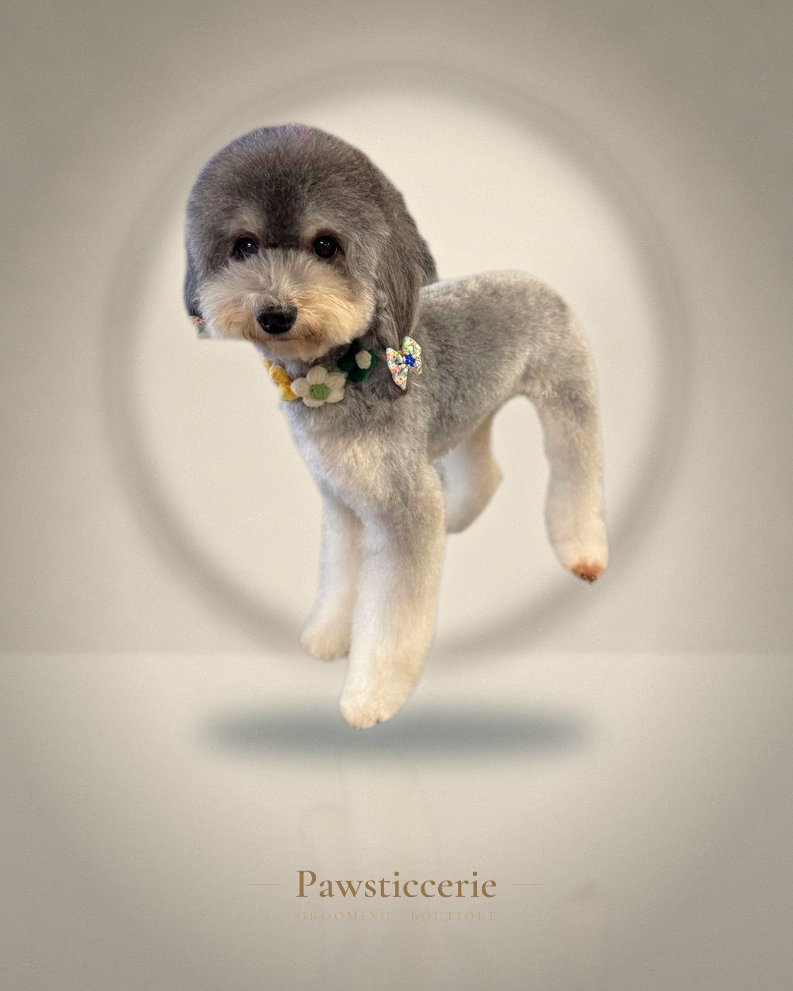 Schnoodle, Teddy Bear Cut by Kiersten