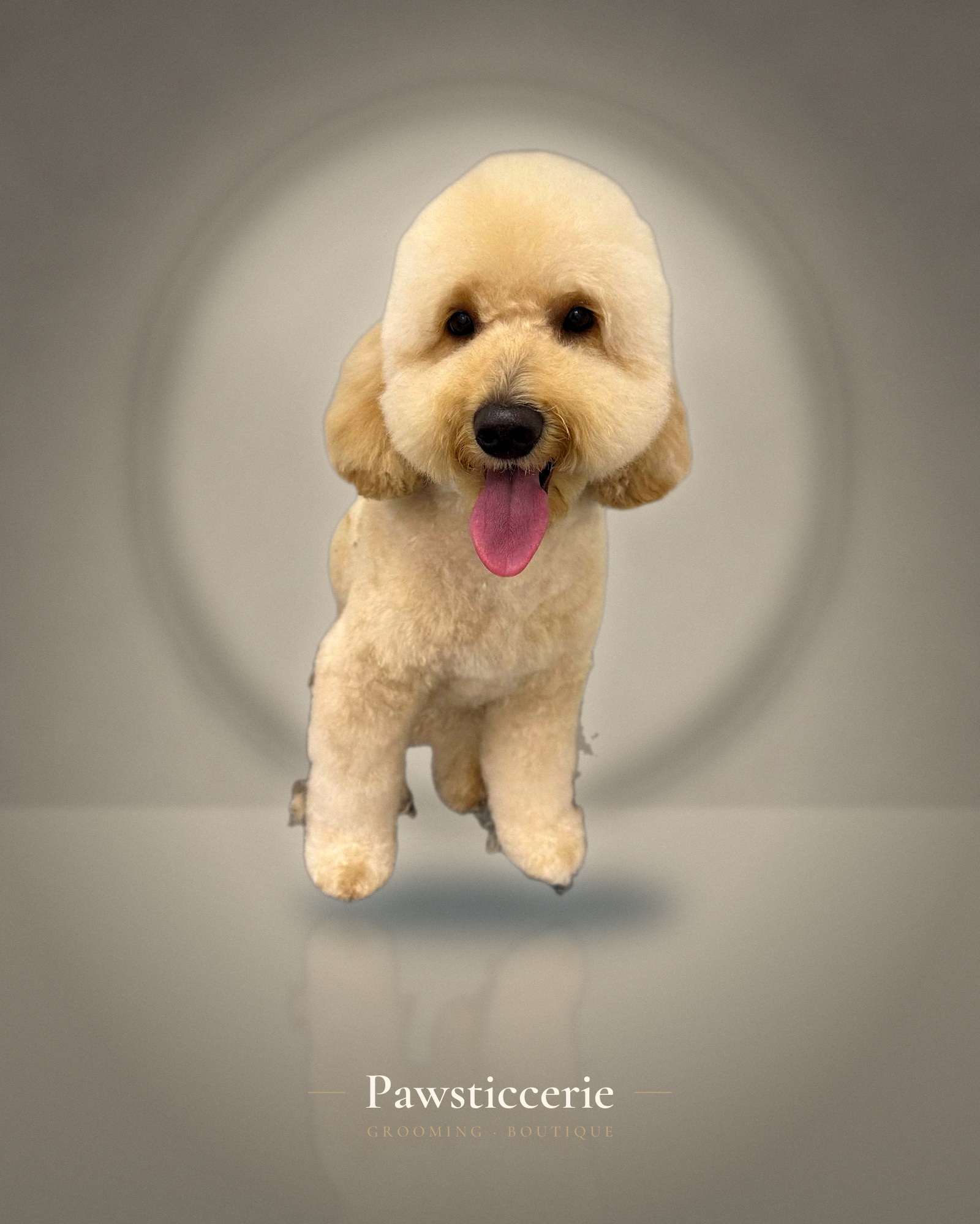 Mini Poodle, Teddy Bear Cut by Su