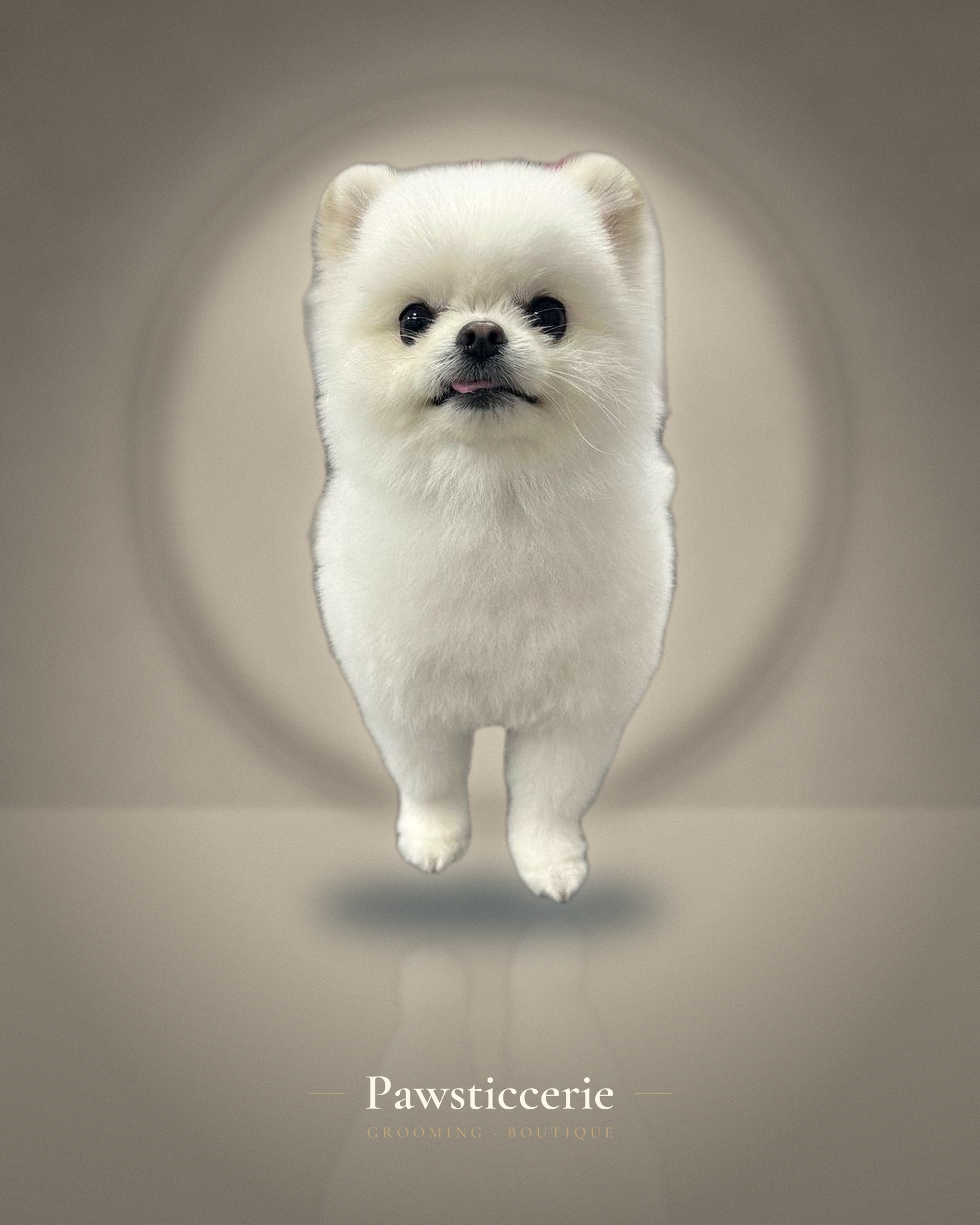 Pomeranian, Bear Cut by Su