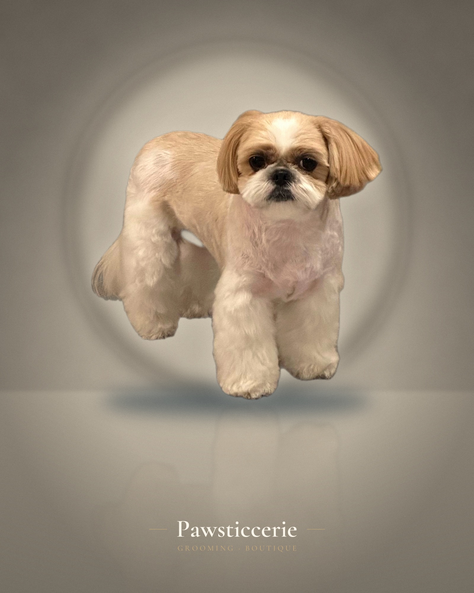 Shih Tzu, Korean Princess Cut by Su