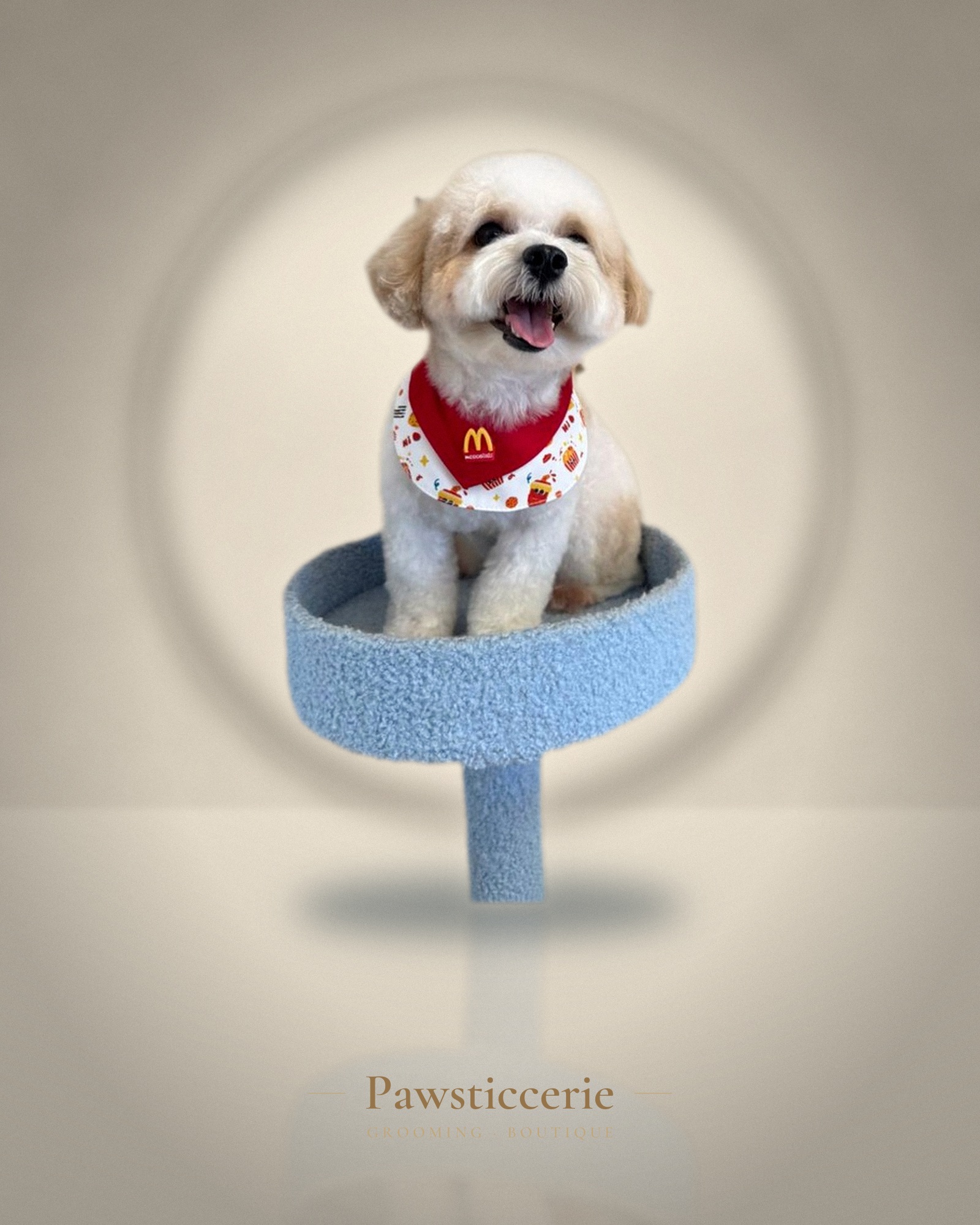 Maltipoo, Puppy Cut by Tang