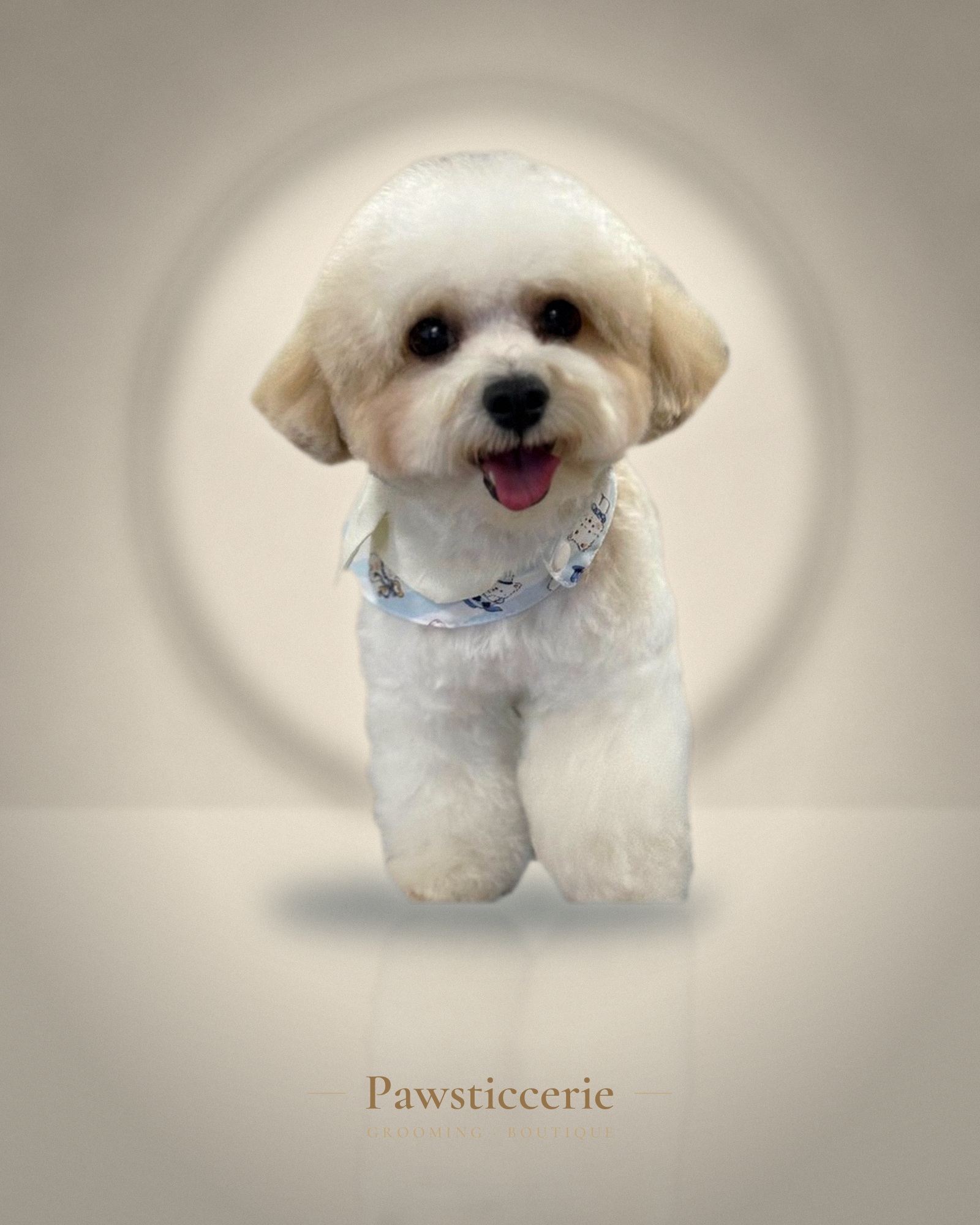 Maltipoo, Teddy Bear Cut by Tang