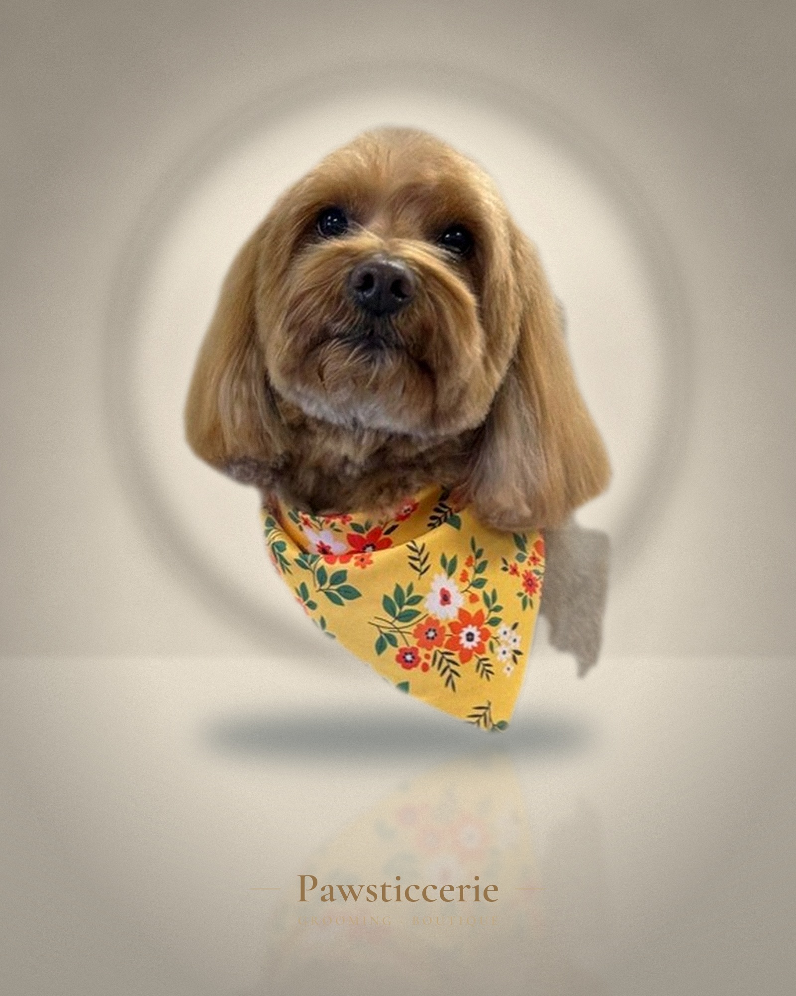 Shih Tzu, Asian Fusion by Tang