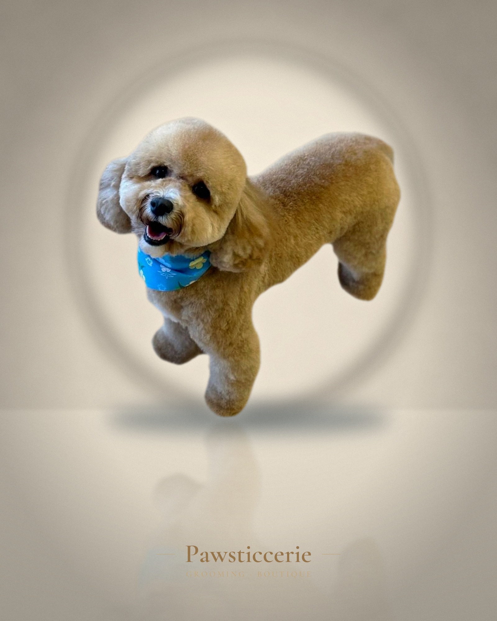 Toy Poodle, Teddy Bear Cut by Tang