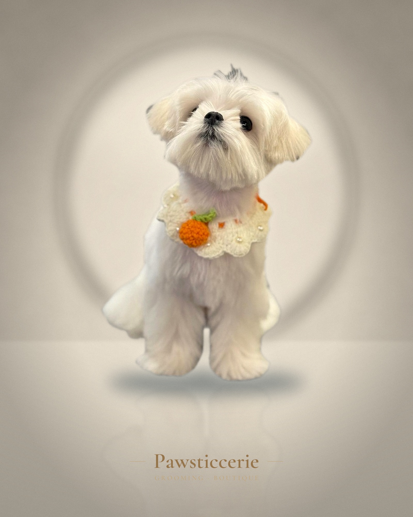 Maltese, Top-Knot Style by Tang