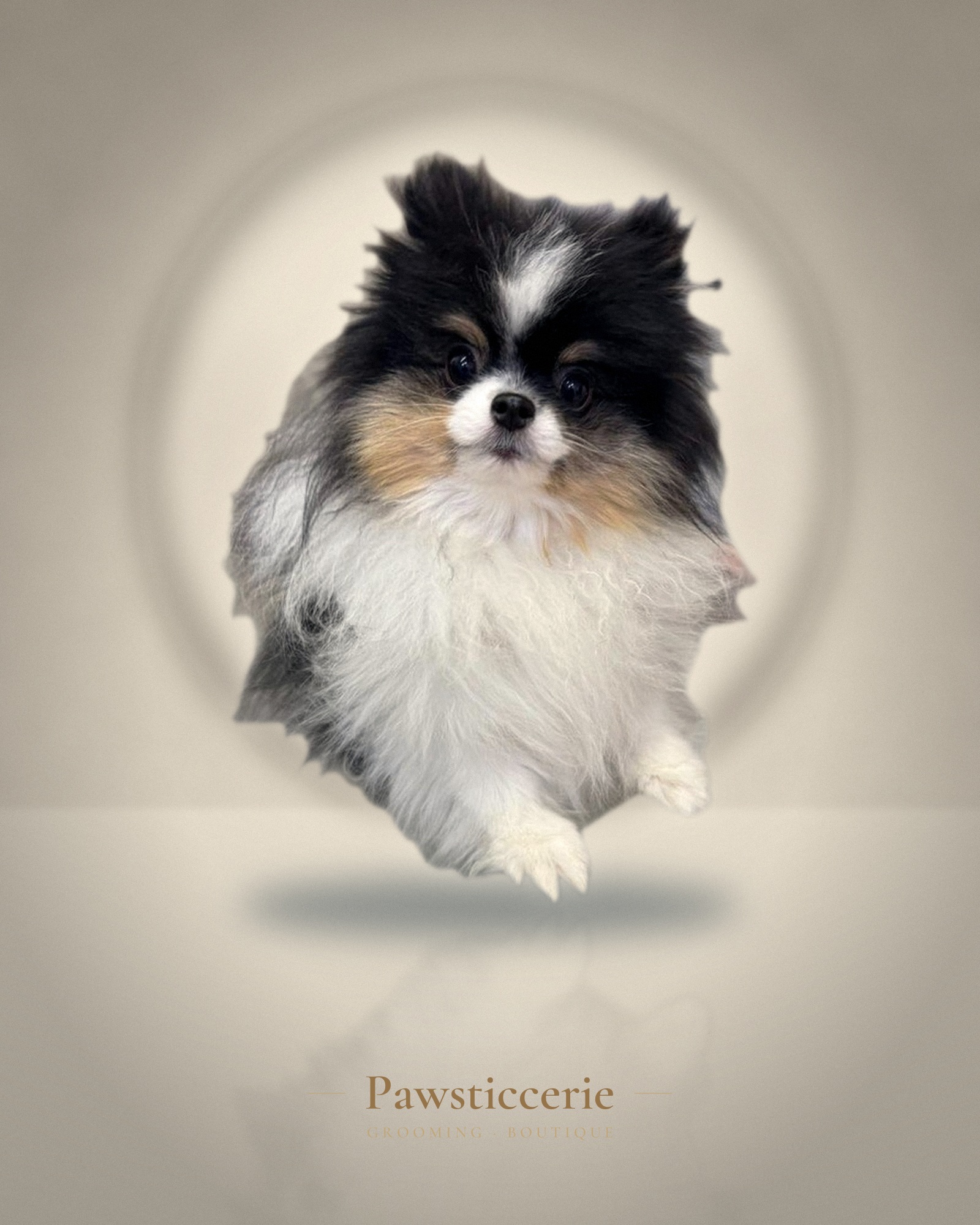 Pomeranian, Natural Style by Tang
